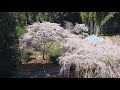 4K 長光寺の枝垂れ桜