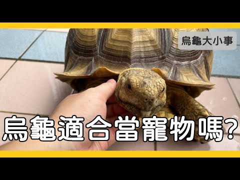 你應該養烏龜當寵物的10個原因《烏龜大小事》