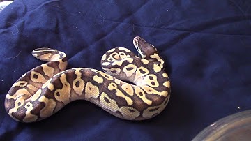 2015 Ball Python Unboxing-RoyalConstrictorDesigns