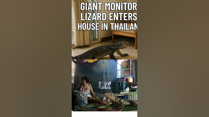 Giant Monitor Lizard Invades Thai Home – Elderly Woman’s Shocking Encounter!  #GiantLizard #Monito