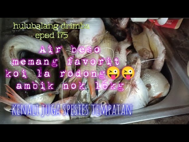 Air beso mmg favorit koi la rodong😜😜 ambik nok 16kg, kenali juga spesies ikan tempatan. epsd 175 class=