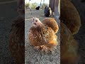 The best way to help your flock through molting season is to... #Shorts #simplychickensofficial
