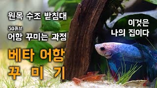 베타 어항 꾸미기 / 레이아웃, 원목 받침대 만들기, 베타 입수