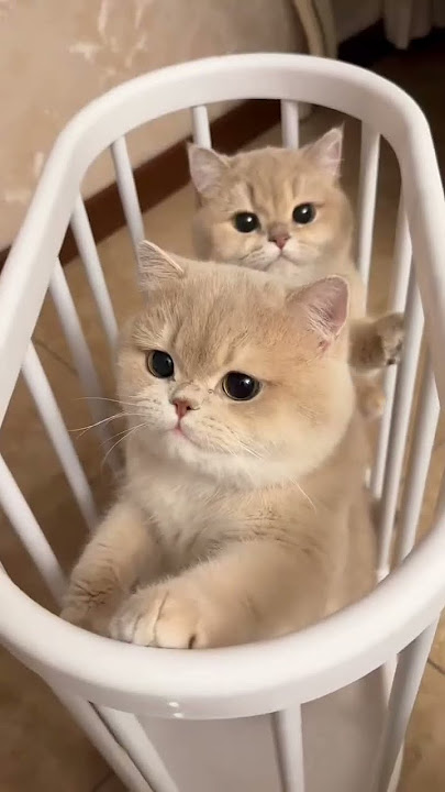 New cat video mao mao #meaow #catvideos #shortvideo