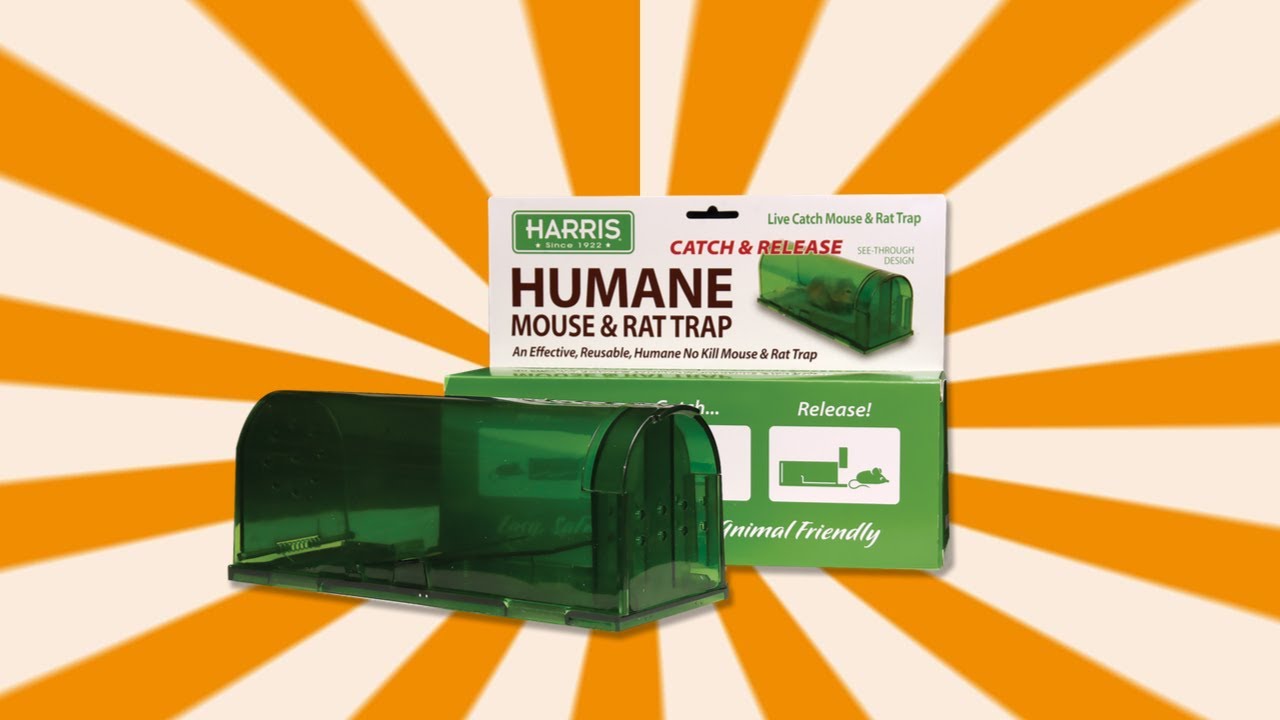 How to Use Catch & Release Mouse Traps