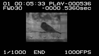 Flight of Sparrow by CelGenStudios 163 views 2 months ago 24 seconds