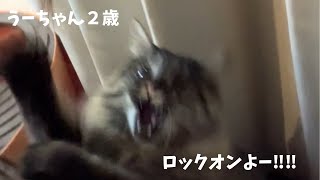 うーちゃんの獲物は……？うーちゃんロックオンよーー！！！ by 5ワン1ニャン らなチャンネル 45 views 1 month ago 3 minutes