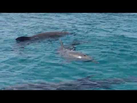 Dolphins play in