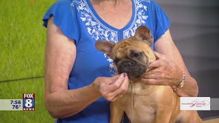 Northeast Ohio to host international dog show