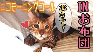 激かわ布団の中からニコモーニングコール