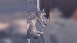 Prikoly 2018 Dekabr 426 Rzhaka Do Slez Ugar Prikol Prikolyuha Moalogue Net