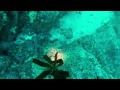 Sharing Octopus tries to steal diver's camera (video) Love