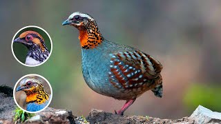 Pesona Ayam Hutan Rufous-throated Partridge yang pemalu