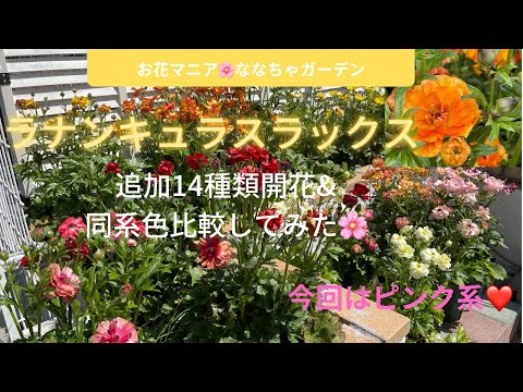 勝手にラックス通信2【ほぼ満開】開花14種類と同系色比較など♪ - YouTube