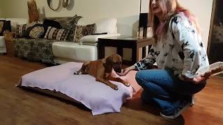 Teaching a Dog or Puppy to Lie Down - Problem Solving with Gidget by Zurison 359 views 3 years ago 4 minutes, 53 seconds