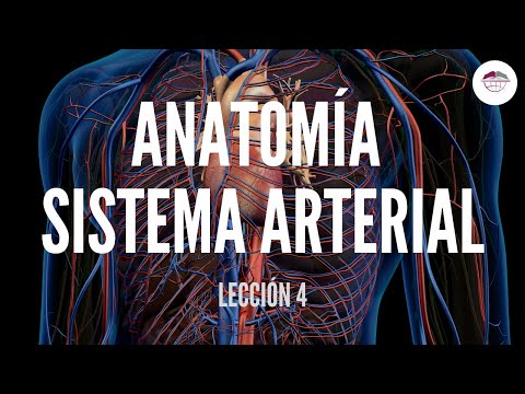 Vídeo: Anatomía, Función Y Diagrama De La Arteria Hepática Común - Mapas Corporales