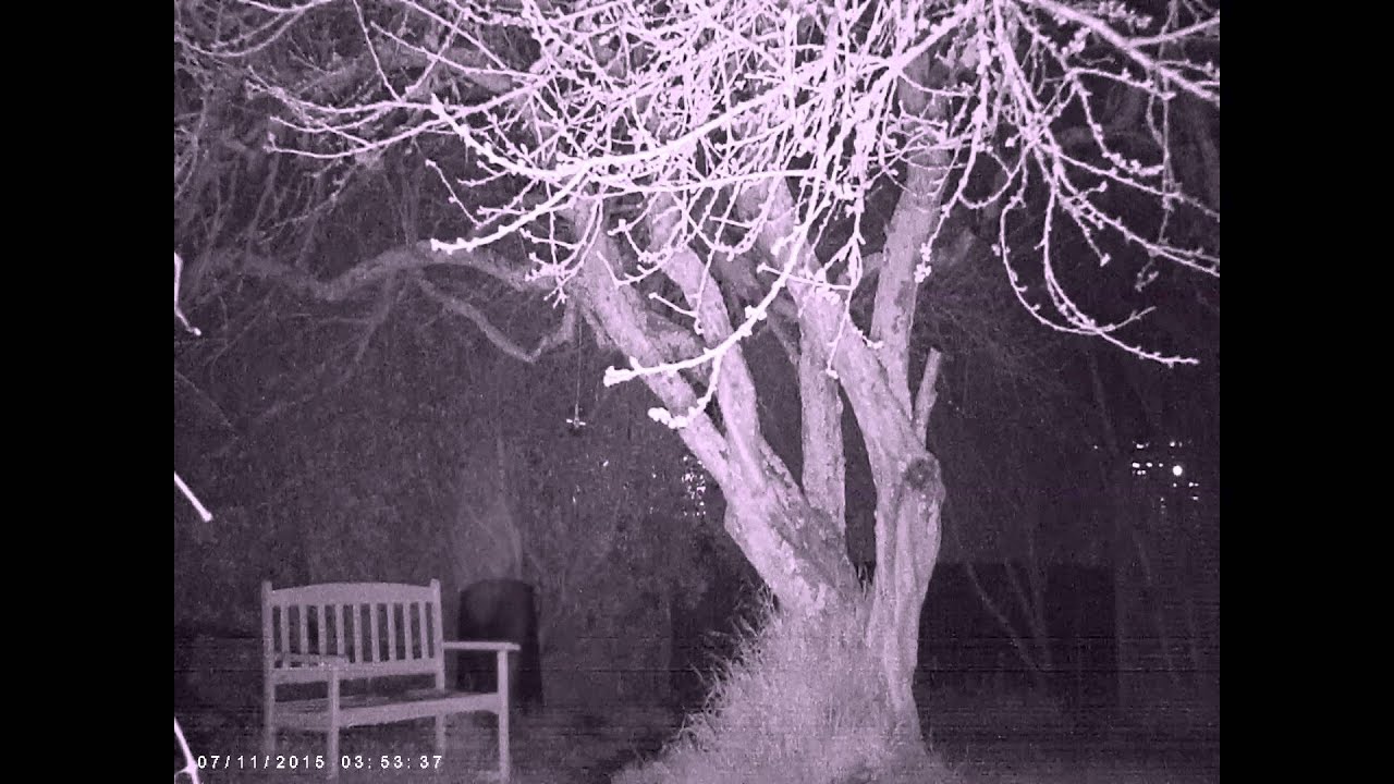 creepy trail cam footage youtube