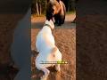 Dogo Argentino salva a sus dueños de un ataque de oso en tiempo real"