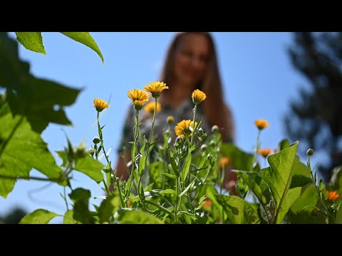 Videó: Körömvirágot ültessek paradicsommal?