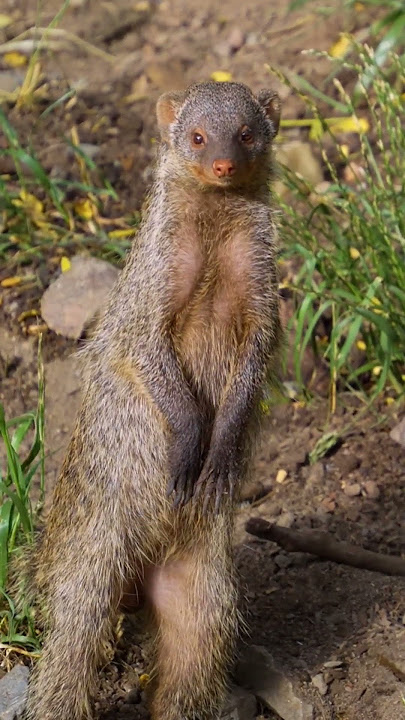 Mongoose looking for snakes #animals #shorts