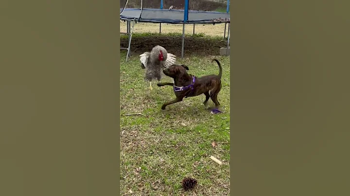 Attack rooster!!!!!!! - DayDayNews