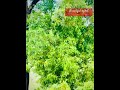 Natural beauty #viral #viraltourism
