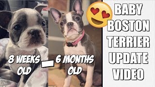 Baby Boston Terrier puppy 8 weeks old to 6 months old UPDATE