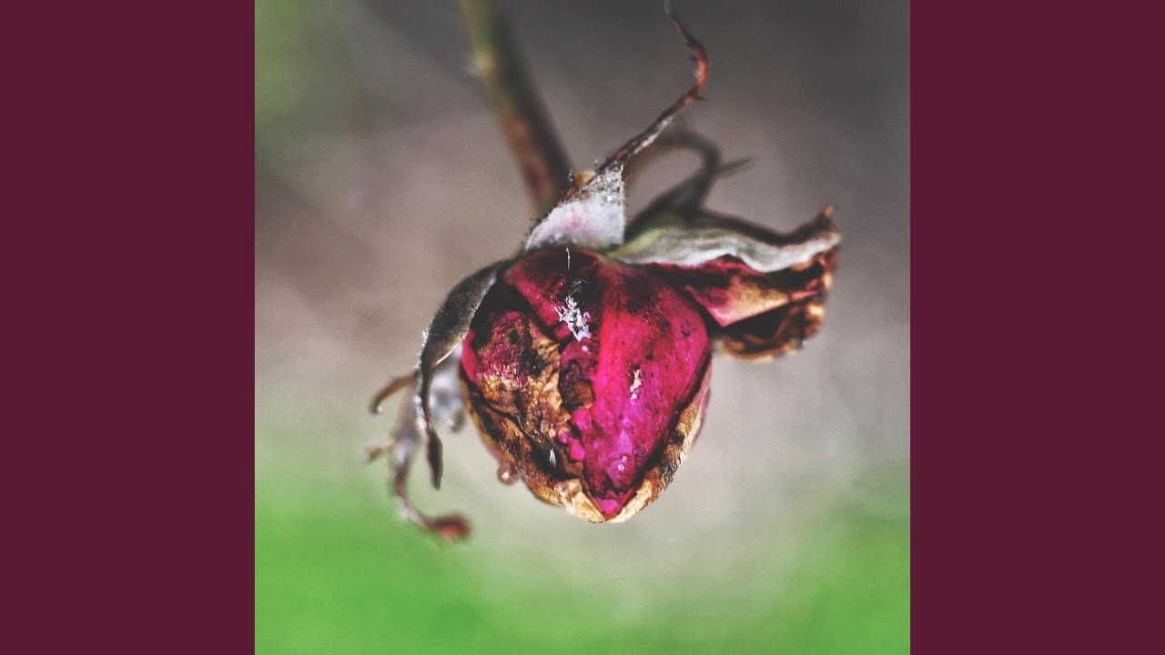 Guarda Pixies Return su YouTube Guarda Pixies Return su YouTube