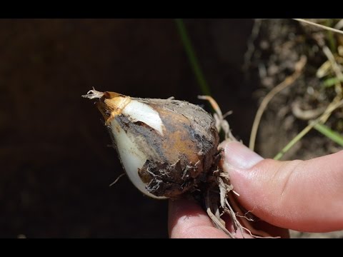 Camas. Gathering Wild Food of the Pacific Northwest Camassia by Shawn Woods