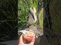 #kookaburra feeding can get messy ! #australia #birds