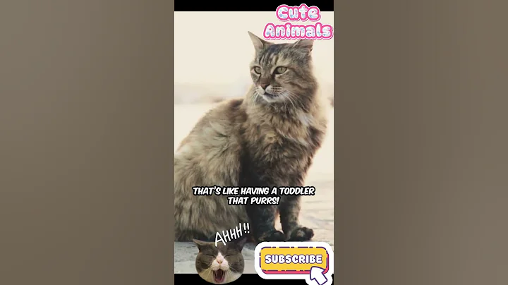 Video 11548111: gentle giant maine coon, maine coon meets, cat pets, big cat