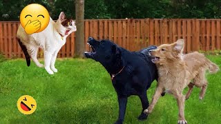 Funny Cat Videos of 2024 😍 YOU LAUGH YOU LOSE #14