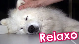 1 Minute of Pure Relaxation by Samoyed Life 12,038 views 6 years ago 1 minute, 8 seconds