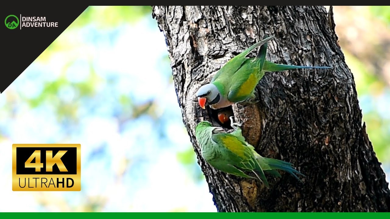 Документальный фильм о дикой природе птиц по всему миру | Попугай в джунглях и тропических лесах
