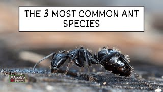 The 3 Most Common Ant Species