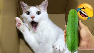 Funny Cat Video Compilation 😻 World's Funniest Cat Videos 😂Funny Cat Videos Try Not To Laugh🐶