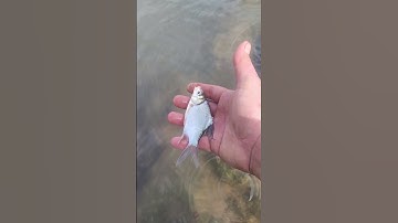 giải cứu chú cá trắng bị mắc cạn//rsecue a stranded white fish