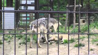 家族で守りながら育てるオオカミ