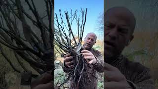 Download Lagu Just 1 more delivery before Christmas ,more  top quality big beefy plants from @PeterBealesRoses  MP3