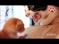 野良子猫が4匹の成猫が住む部屋に挨拶に行った【瀬戸のまや日記】A stray kitten's first visit to the four senior cats room.
