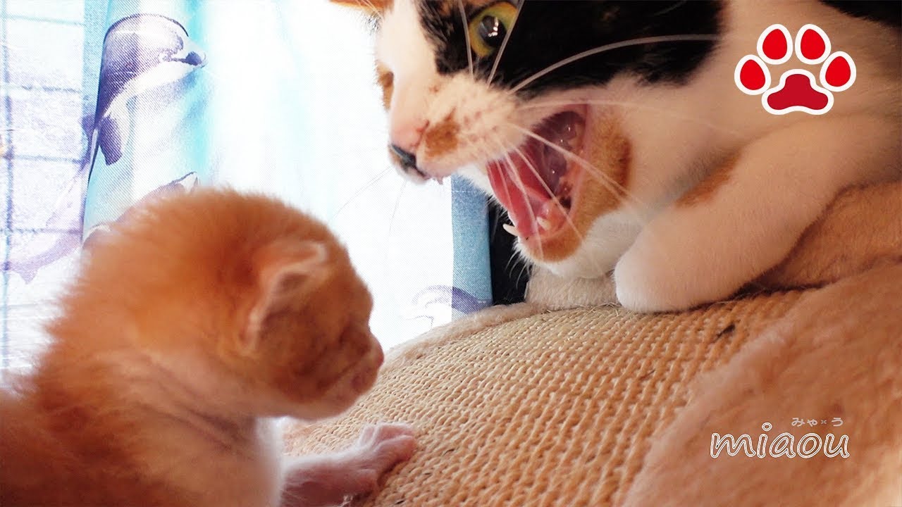 三毛猫のみけさんに シャー と言われていた仔猫 ようやく一緒に寝られることが許された日 Fundo