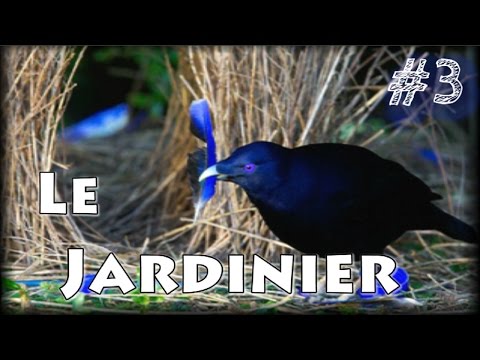 Le JARDINIER, un oiseau DECORATEUR