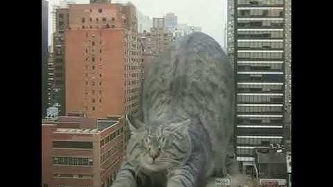 Chú mèo khổng lồ