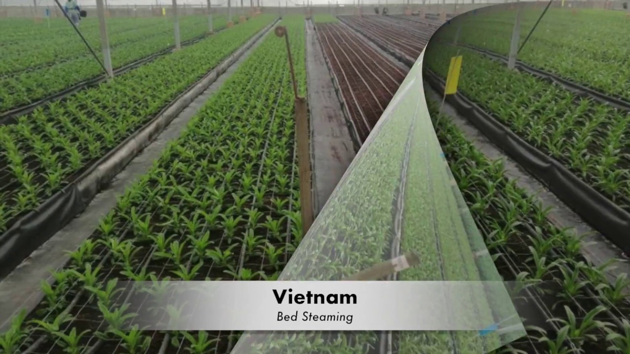 Bed steaming for flowers