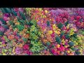 This drone video of fall foliage in Utah is unreal
