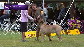 Bullmastiffs | Breed Judging 2022