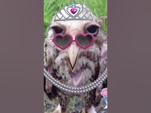 Солевая сова поёт! - YouTube