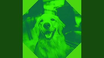 Luxurious Backdrops for Puppy Party Time