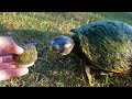 Baby Turtles Meet the Big Turtles!