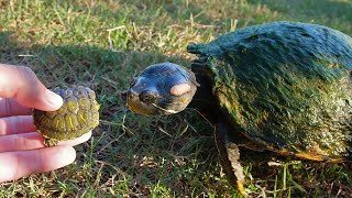 Baby Turtles Meet The Big Turtles